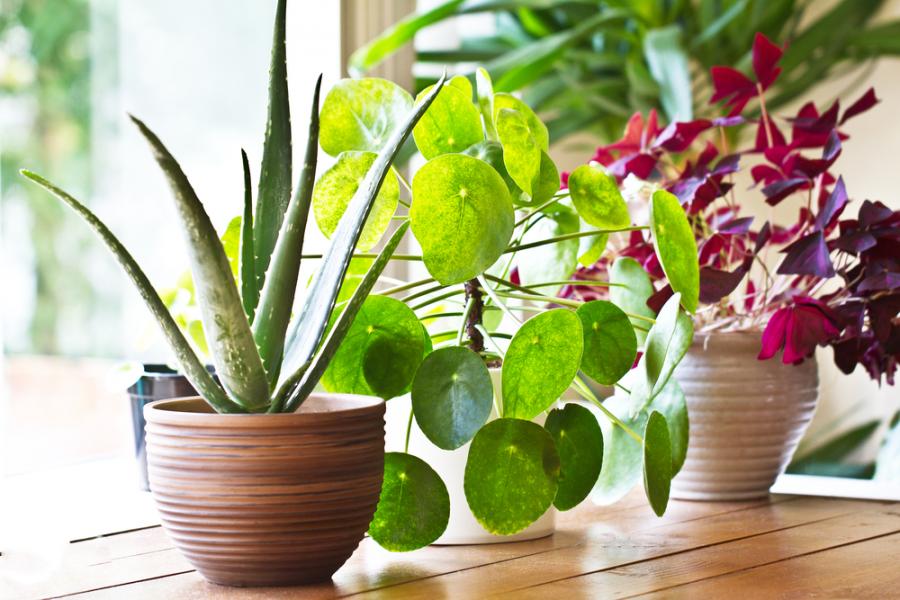 Съжаляваме, но растенията не подобряват въздуха у дома или в офиса