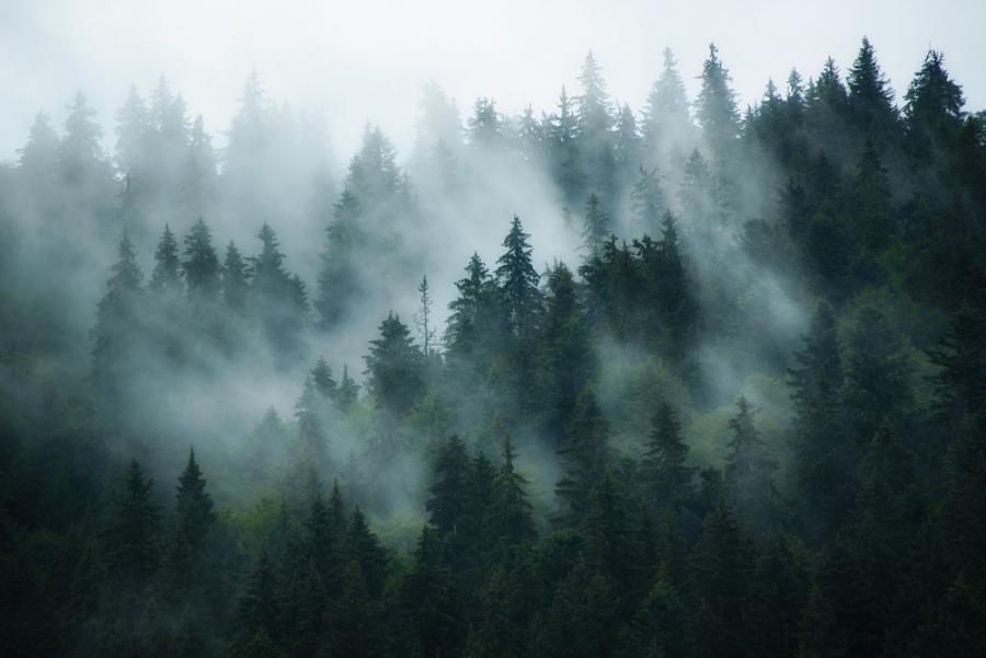 Ново проучване показва, че 87% от европейците настояват загубата на гори да спре
