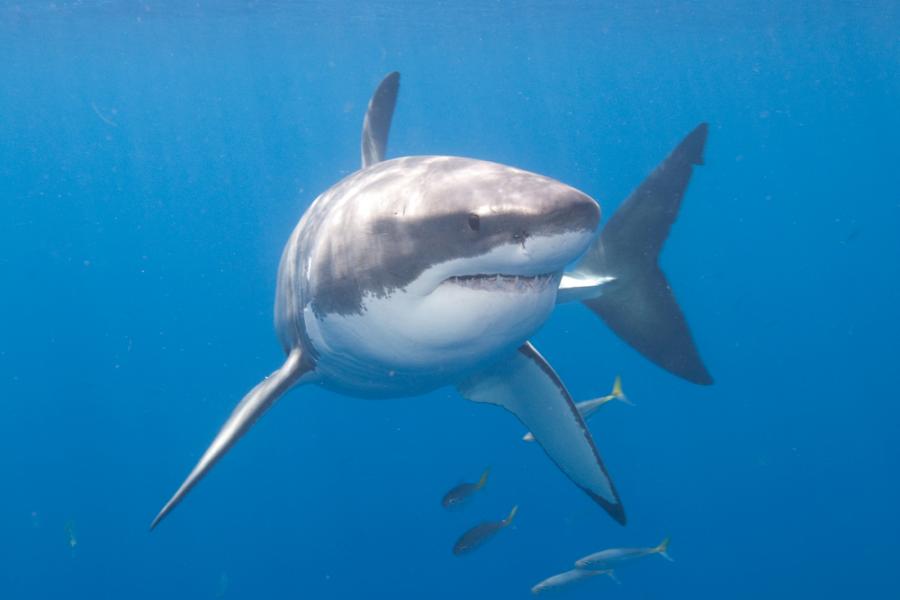 Вижте най-голямата бяла акула заснета на камера