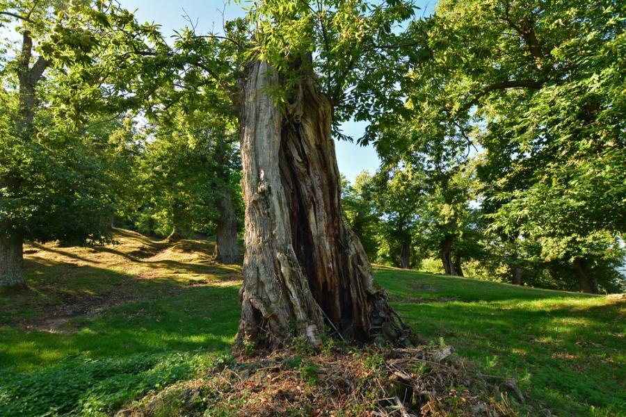Видео: Тайният живот на едно дърво