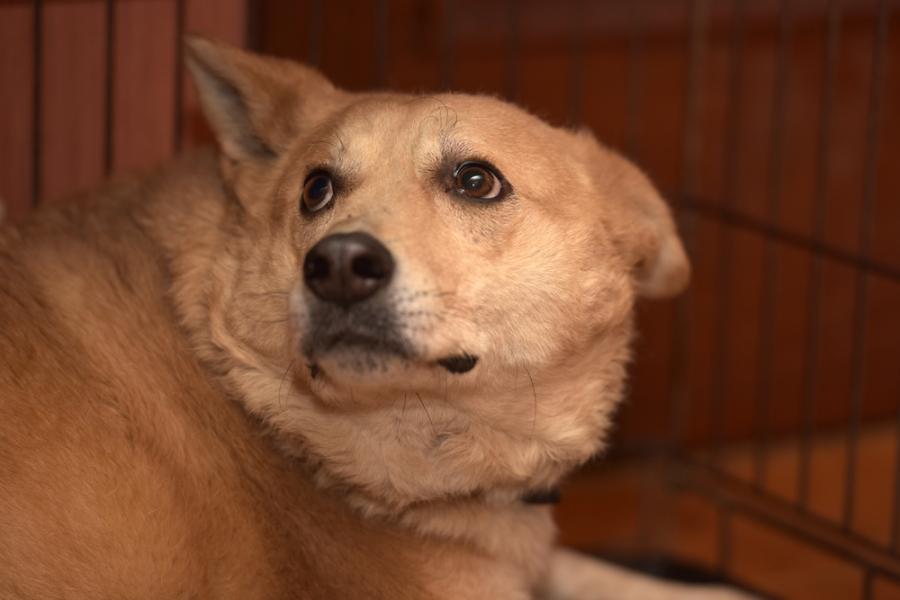 Кучетата хапят емоционално нестабилните хора