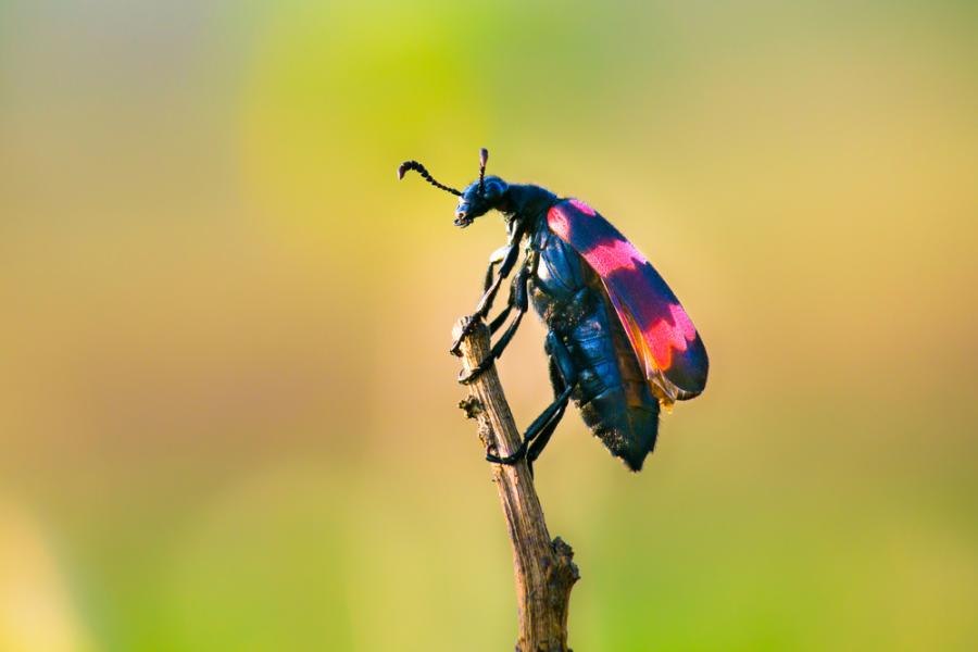 Какво можем да научим от нестандартния секс в света на насекомите?
