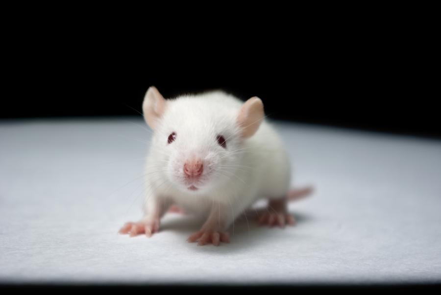 Учените подмладиха стара мишка с кръвта на тийнейджъри