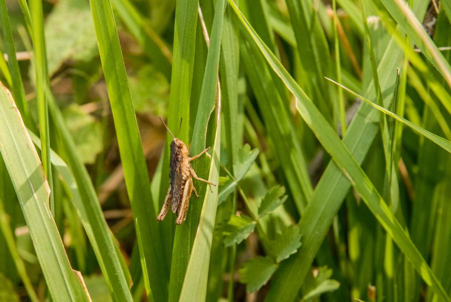 Притча за това, което чуваме