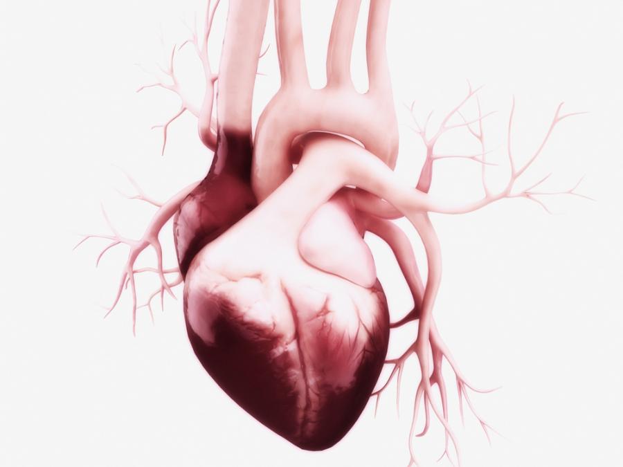 40 интересни факта за човешкото сърце