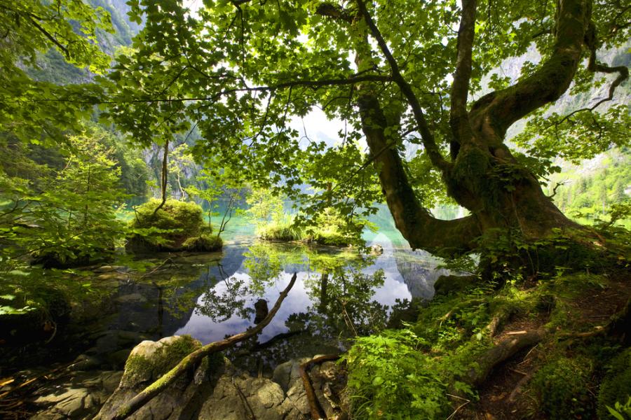 Българският национален стандарт за отговорно управление на горите е одобрен и влиза в сила на 16 август 2017 г.