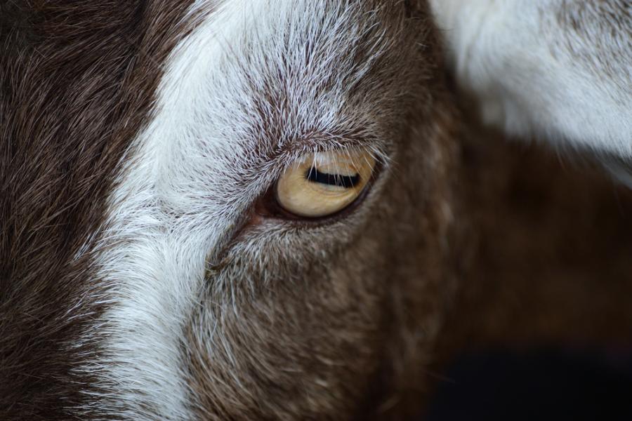 Козите имат правоъгълни зеници