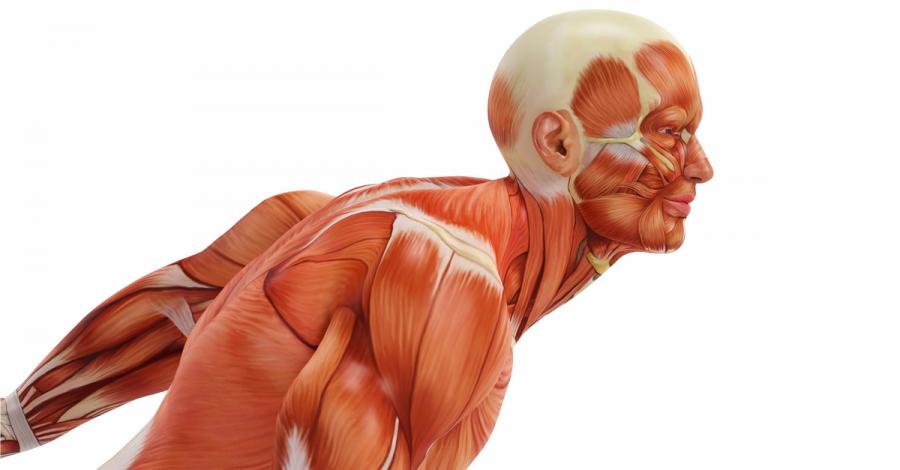 Ето как се развиват мускулите в човешкото тяло