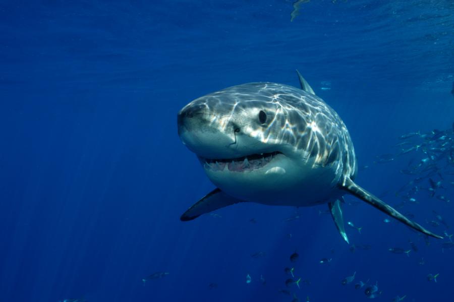 Гренландска акула е на поне 272 години