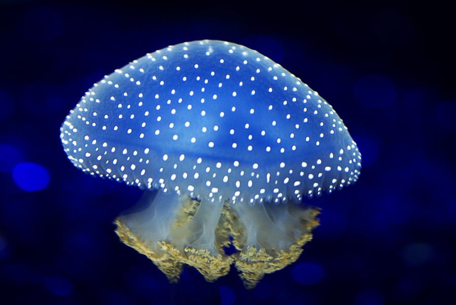 Невероятни създания на дъното на океана