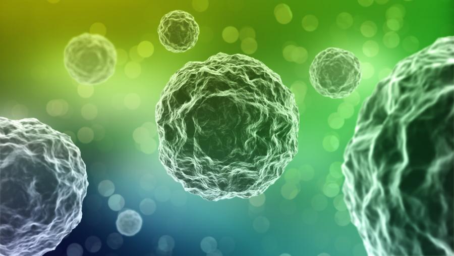 Едноклетъчен организъм способен на учене