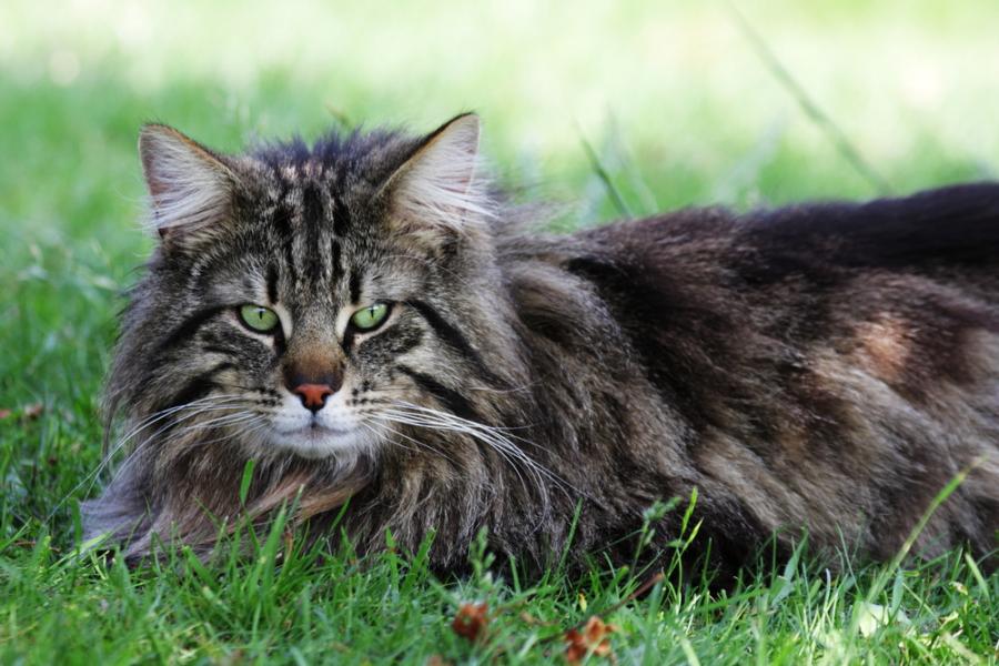 10 пухкави факта за норвежката горска котка