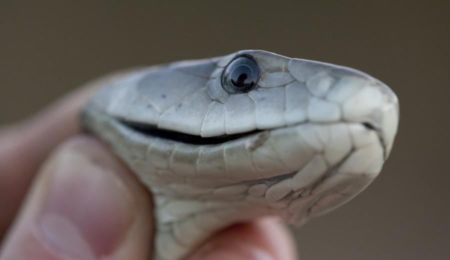 Видео: Мъж кара най-отровните змии в света да го хапят