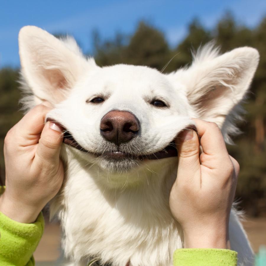 Това са най-усмихнатите кучета в интернет! 