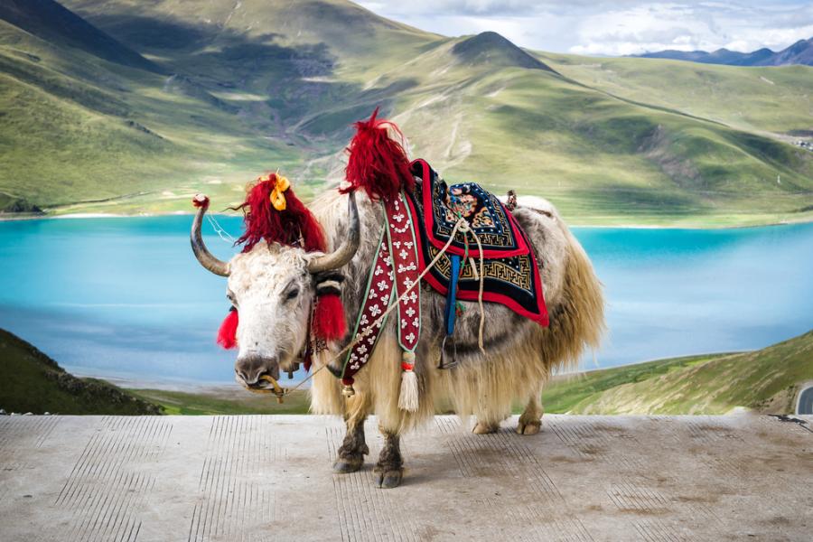 Разходка из Тибет: живописни гледки от „покрива на света“