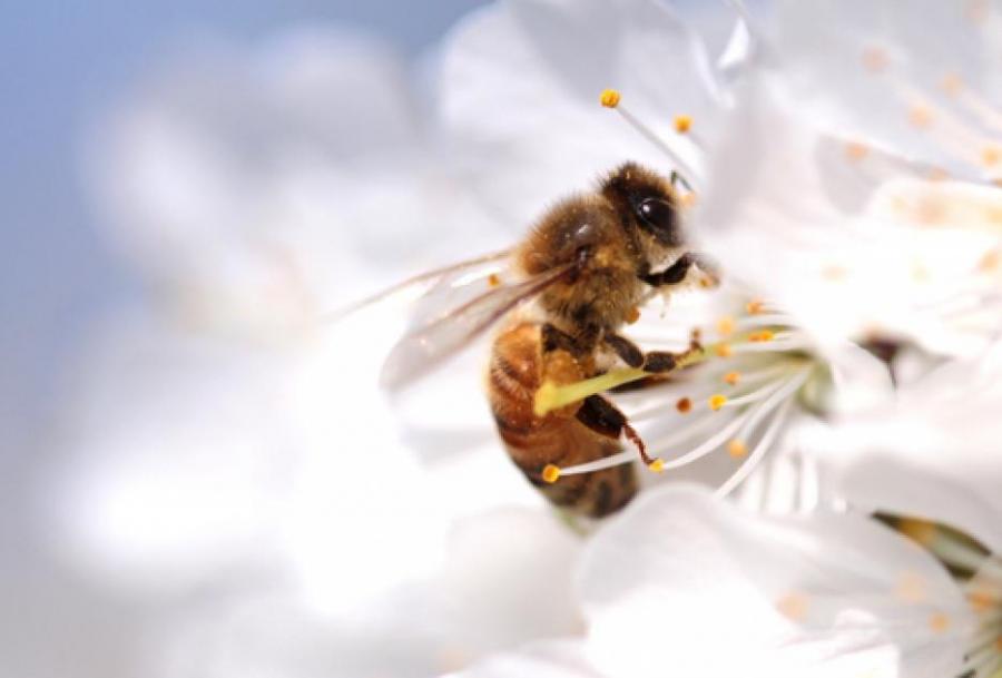 Пчелите са деснячки или левичарки, точно като хората