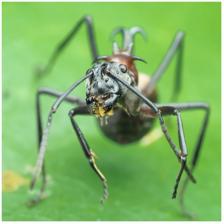 Polyrhachis bihamata
