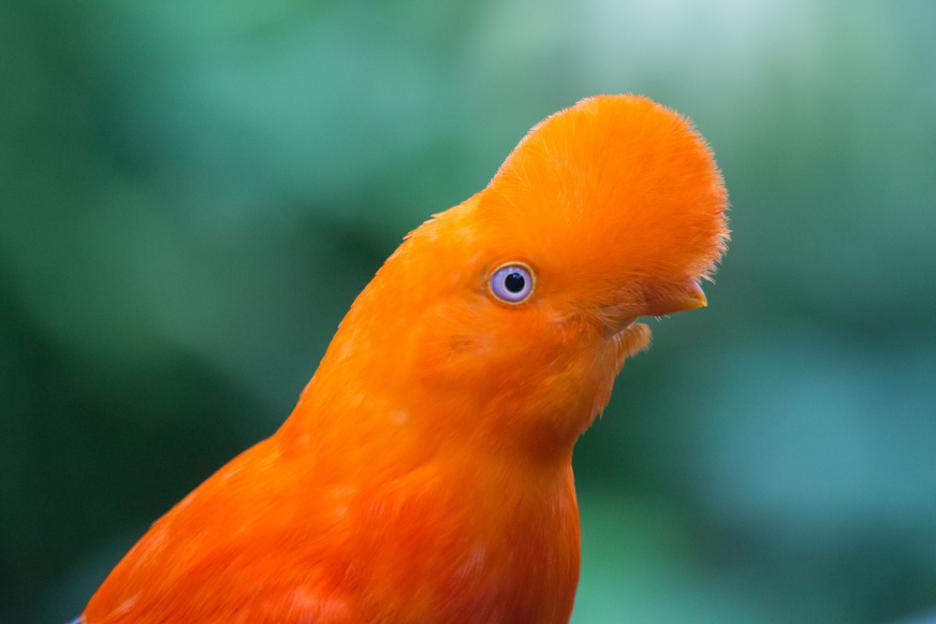 Петелът рок певец от Андите (Rupicola peruvianus)
