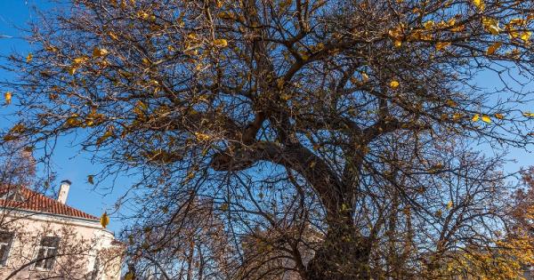 На онлайн церемония по обявяване на резултатите и победителите в Дърво с