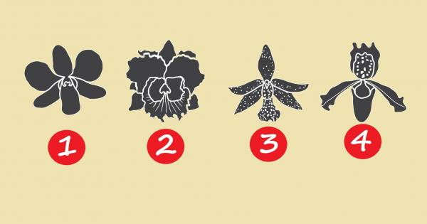 Орхидея Дори самото име звучи загадъчно и уникално То произлиза