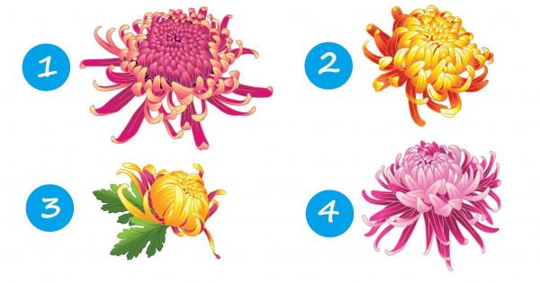 Хризантемата води началото си от Япония а всичко което произхожда