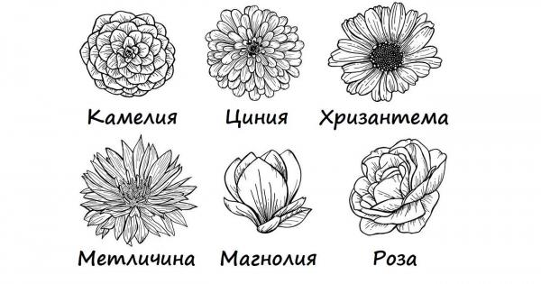 Цветето което най силно ви привлича издава тревогите на сърцето ви