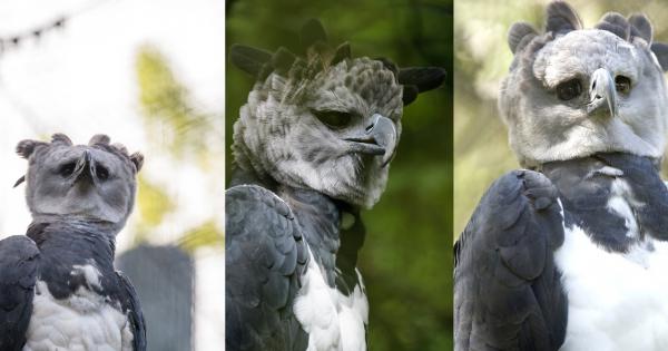 Еха това е доста голяма птица Точно по този начин