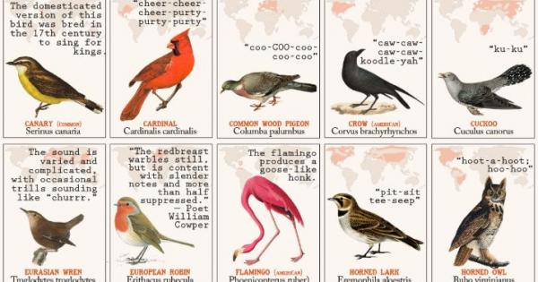 Чудили ли сте се някога как звучат повечето птици на