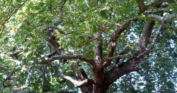 Министърът на околната среда и водите Асен Личев обяви статут