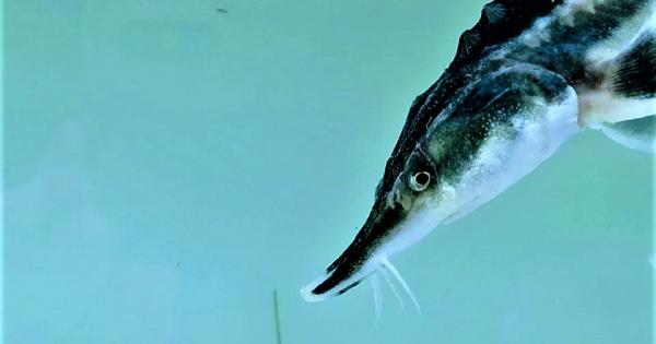 Над 7000 тримесечни риби от критично застрашения вид поеха своя път