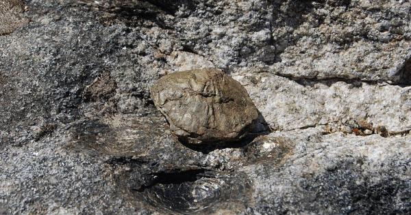 Размножаващи се камъни А да заченеш от камък Странни въпроси но