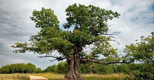 С исторически рекорд от 179 317 гласа Пазителят на Беловежката девствена
