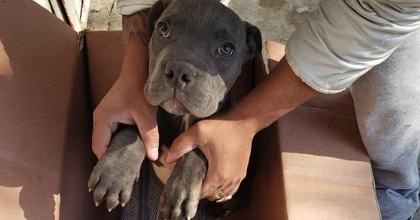 Малко кученце от породата питбул бе оставено пред вратите на