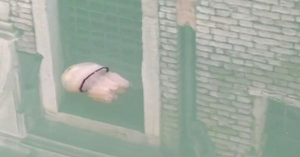 Огромна медуза бе забелязана в каналите на Венеция От началото