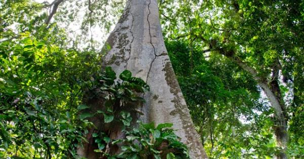 След тригодишно планиране пет експедиции и двуседмичен преход през джунглата