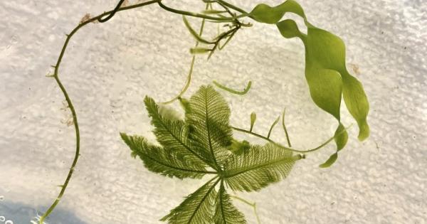 Растенията животните и много гъби обикновено растат чрез процеса на