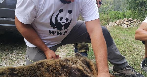 Мечка наречена Симона стана първата проблемна мечка в България която се