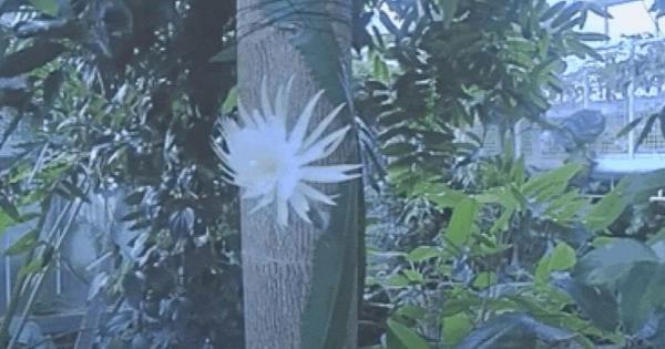 Кактусът Selenicereus wittii наричан още лунното цвете на Амазония цъфти