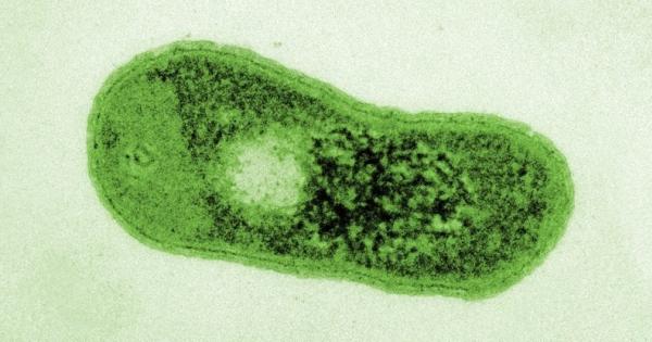 Фотосинтезата буквално променя света ни Растенията хранещи се със слънчева