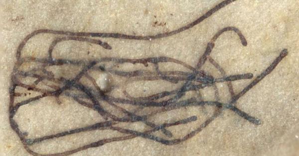 Учени откриха може би най древните вкаменелости на зелено растение в