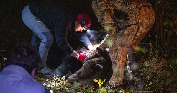 Спасителният отряд на WWF проведе успешна акция по преместването на