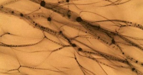 Как бихме могли да изучим нещо което е невидимо Това