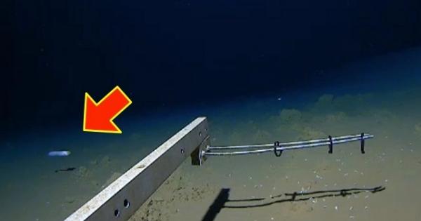 Учени заснеха риба от вида Pseudoliparis belyaevi плуваща на цели