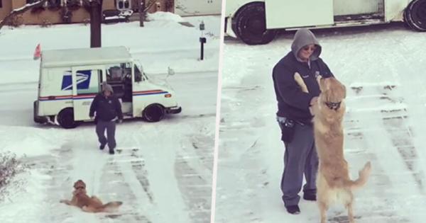 Един миличък голдън ретрийвър чака всеки ден на двора пред