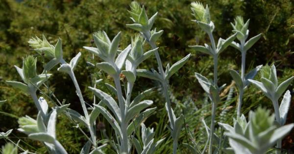 Sideritis elica Родопска елика Sideritis elica Aneva Zhelev