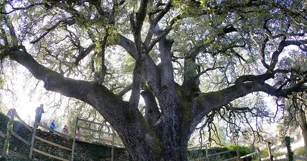 Престижната титла Европейско дърво на годината за първи път отива