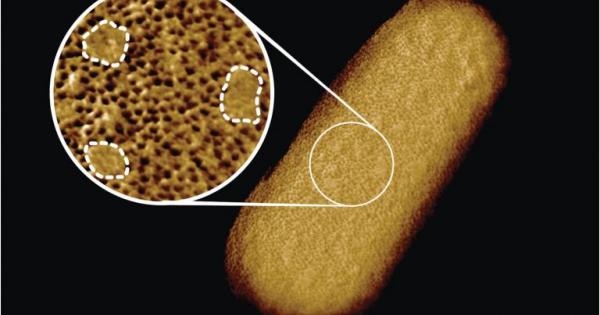 Как точно изглежда защитната кожа на бактериите Изследователи използваха изключително