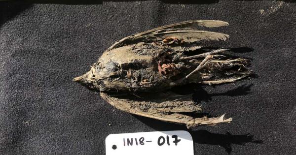 Намериха изключително добре запазени останки от птица умряла и замръзнала