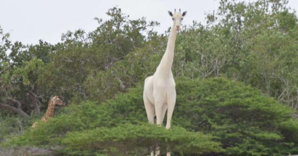 Едни от най-редките видове жирафи – белите, са на прага