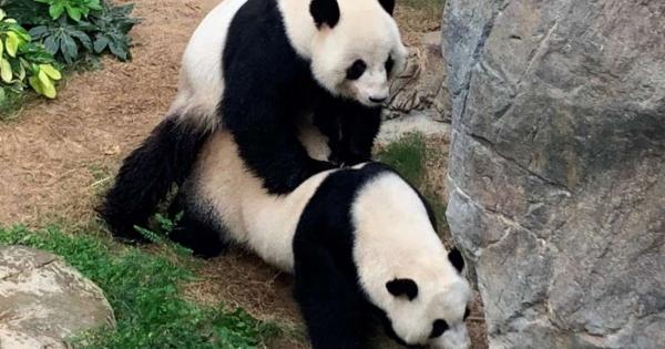 Когато става дума за полови контакти пандите са изключително срамежливи
